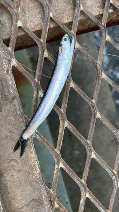 カタクチイワシの釣果