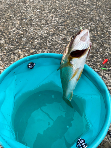 イシモチの釣果