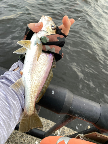 イシモチの釣果