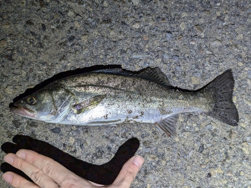 セイゴ（マルスズキ）の釣果