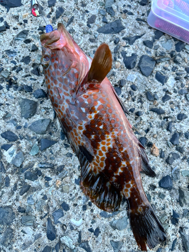 アコウの釣果