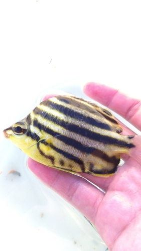 カゴカキダイの釣果