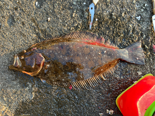 ヒラメの釣果