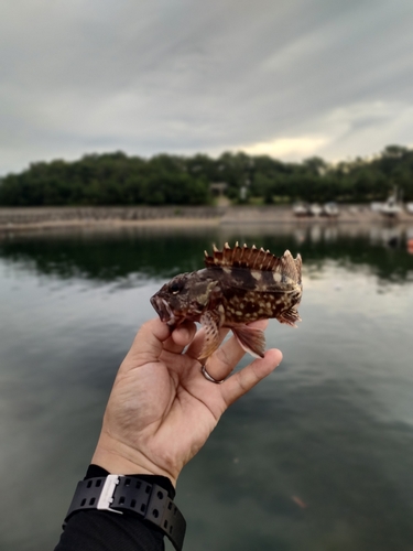 ガシラの釣果