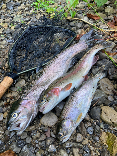 ニジマスの釣果