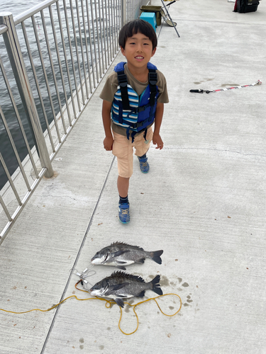 チヌの釣果