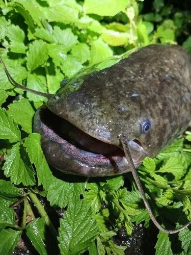 ナマズの釣果