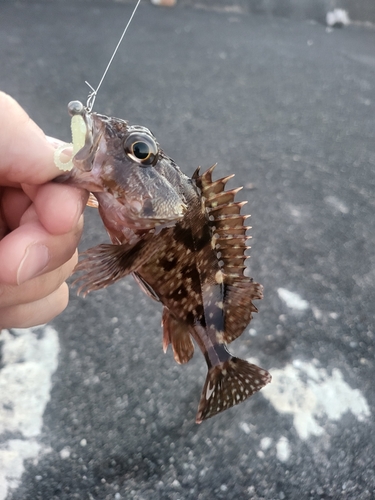 カサゴの釣果