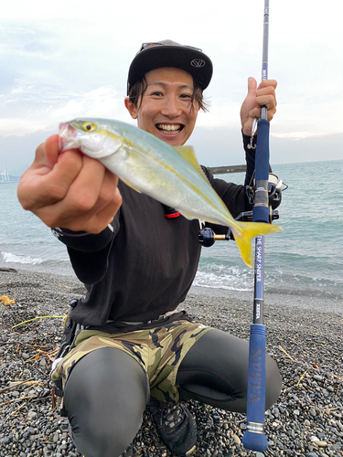 ワカシの釣果