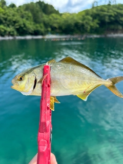 ショゴの釣果