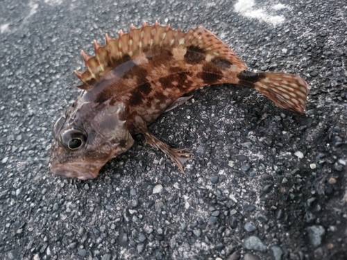 カサゴの釣果