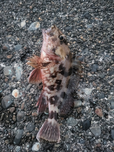 カサゴの釣果