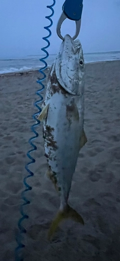 イナダの釣果