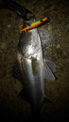 フッコ（マルスズキ）の釣果