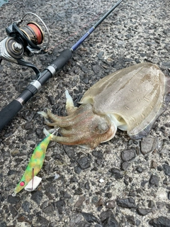 モンゴウイカの釣果