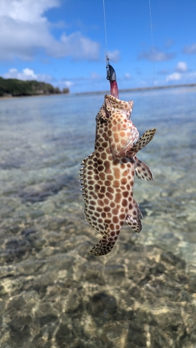 イシミーバイの釣果