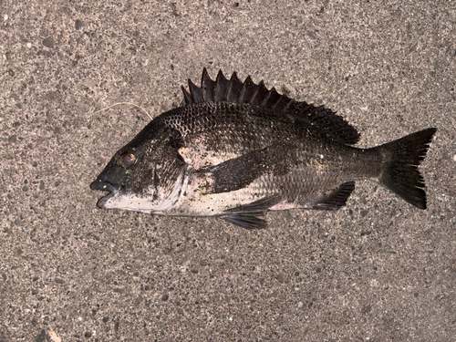 チヌの釣果