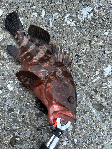 キジハタの釣果