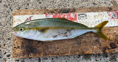 ツバスの釣果