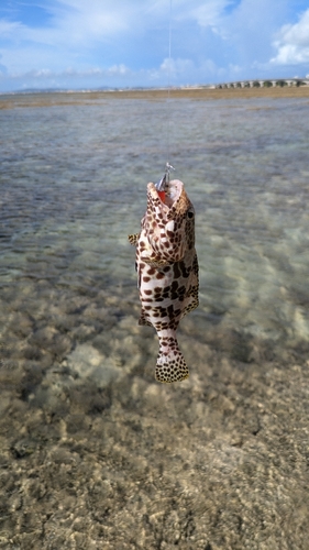 イシミーバイの釣果