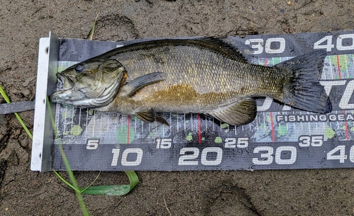 スモールマウスバスの釣果