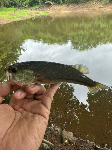 ラージマウスバスの釣果