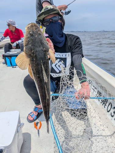 マゴチの釣果