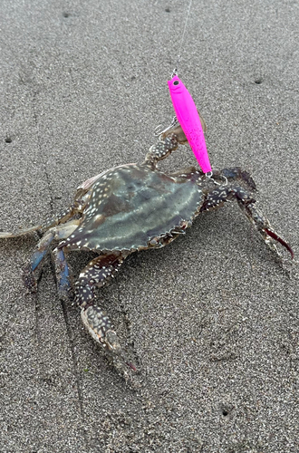 ワタリガニの釣果