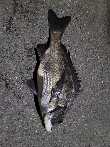 クロダイの釣果