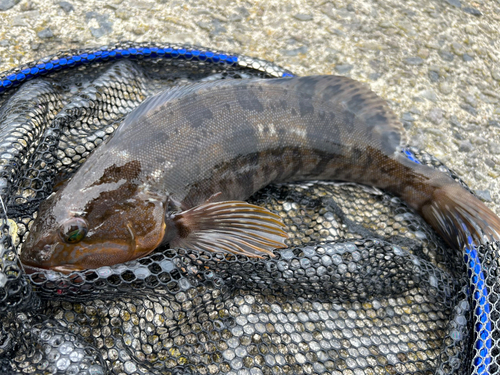 アイナメの釣果