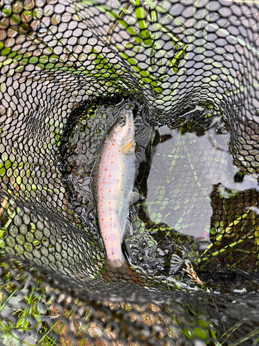 アマゴの釣果