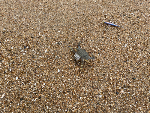 カニの釣果