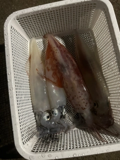 ケンサキイカの釣果