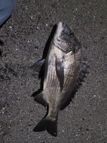 クロダイの釣果