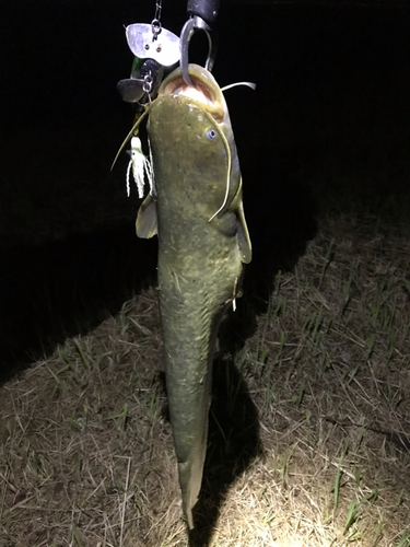 マナマズの釣果