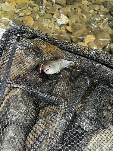 ニジマスの釣果