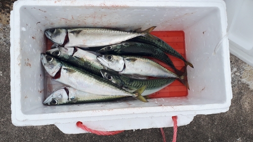 サバの釣果