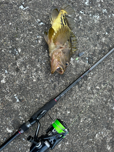 アブラコの釣果