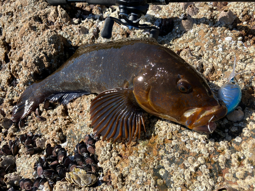 アイナメの釣果