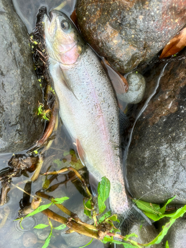 ニジマスの釣果