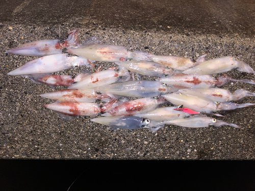 ケンサキイカの釣果