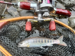 アマゴの釣果