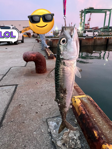 サバの釣果