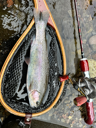 ニジマスの釣果