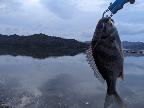 キビレの釣果