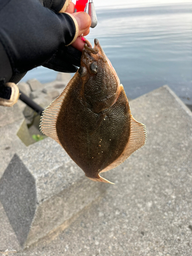 カレイの釣果