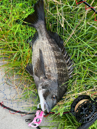 チヌの釣果