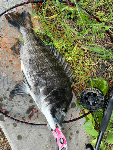 チヌの釣果