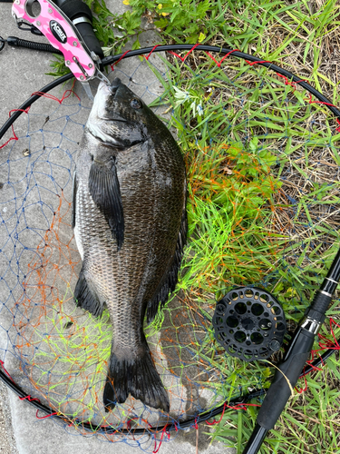 チヌの釣果