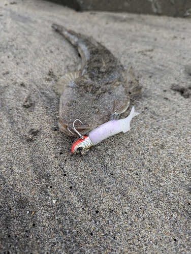 マゴチの釣果